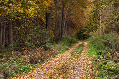 Einsamer Feldweg im Herbst